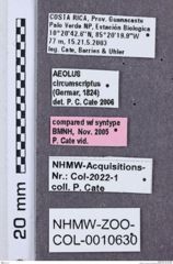 Etikette zu Aeolus circumscriptus (NHMW-ZOO-COL-0010630)